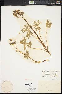 Delphinium tricorne image