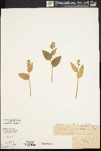 Maianthemum canadense image