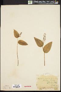 Maianthemum canadense image