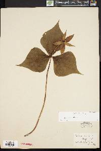 Trillium erectum image