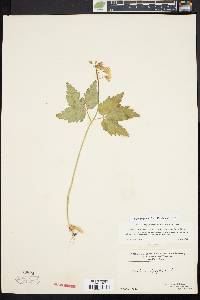 Cardamine diphylla image