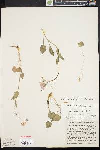 Cardamine douglassii image