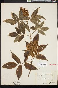 Sambucus racemosa subsp. racemosa image