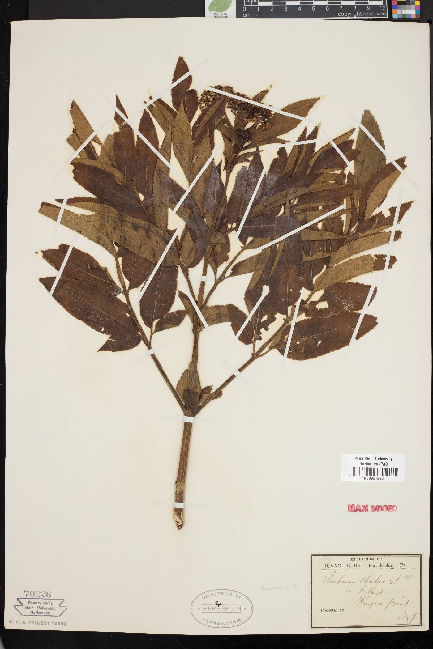Sambucus ebulus image
