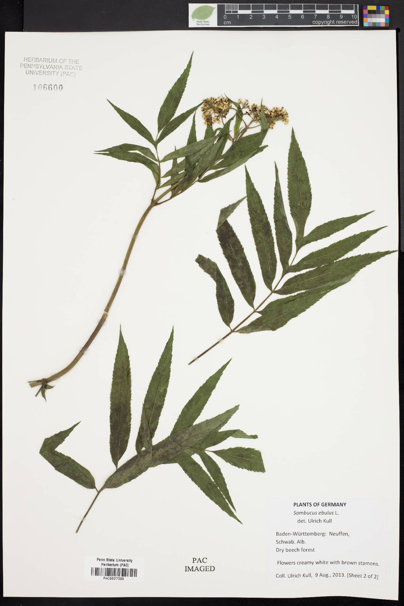 Sambucus ebulus image