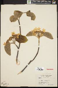 Viburnum lantanoides image