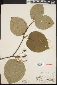 Viburnum lantanoides image