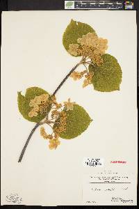 Viburnum lantanoides image