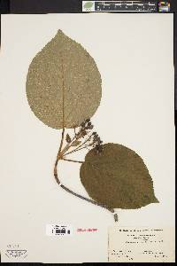 Viburnum lantanoides image