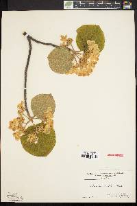 Viburnum lantanoides image