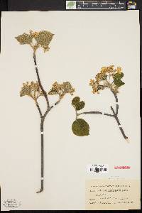 Viburnum lantanoides image