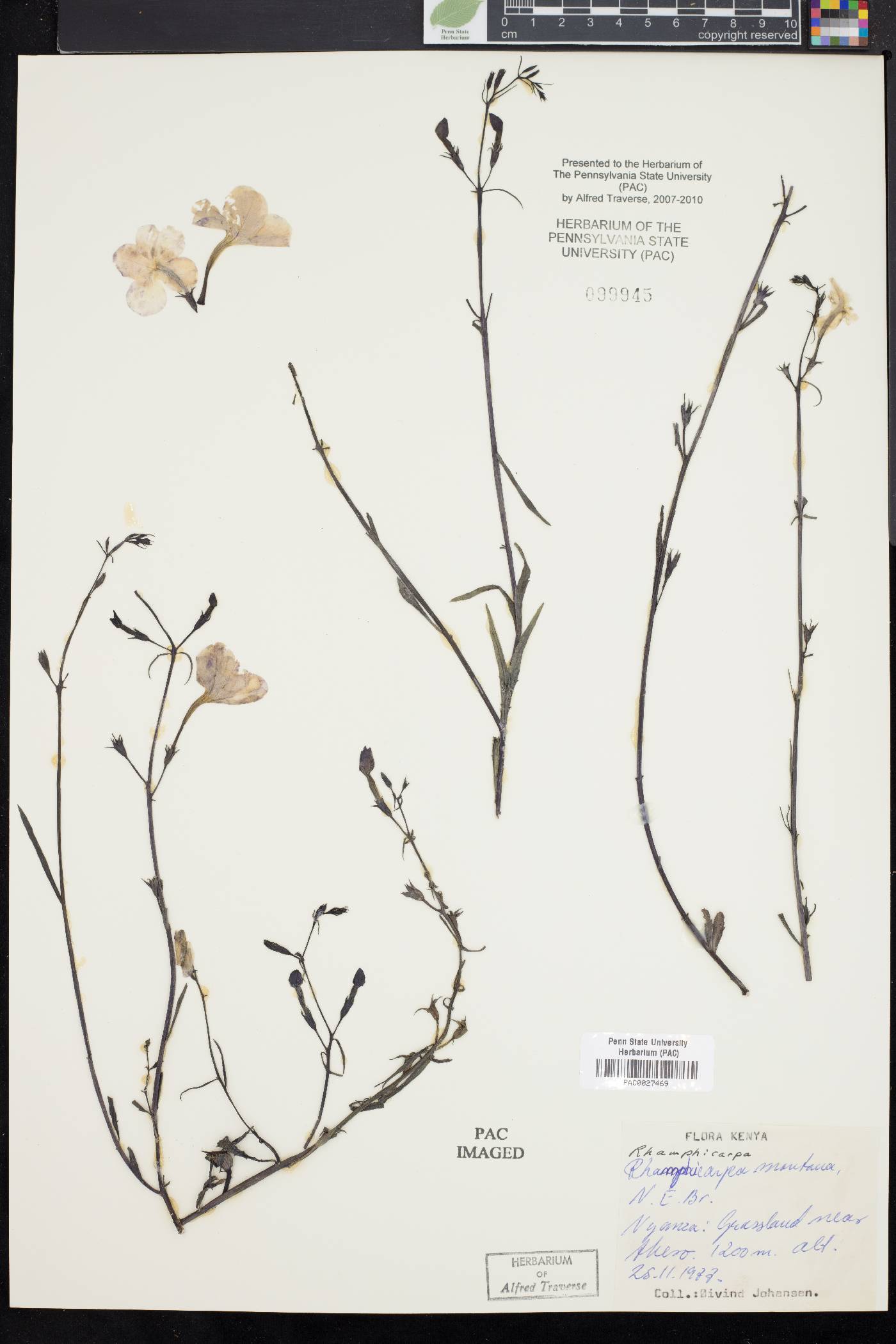 Rhamphicarpa montana image