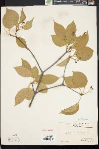 Viburnum lentago image