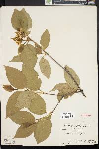 Viburnum lentago image