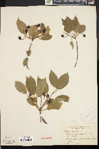 Viburnum lentago image