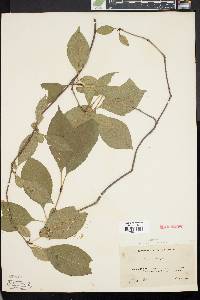 Viburnum lentago image