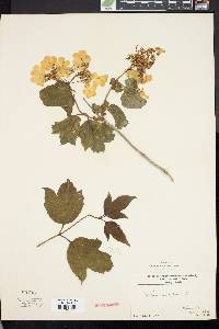 Viburnum opulus image