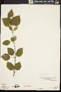 Viburnum dentatum var. lucidum image