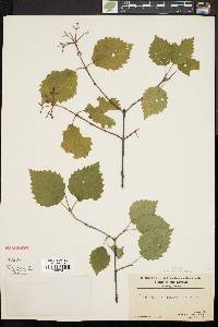 Viburnum dentatum var. lucidum image