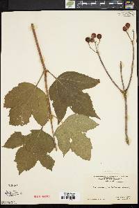 Viburnum trilobum image