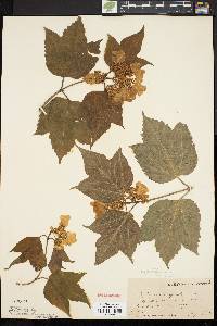 Viburnum trilobum image