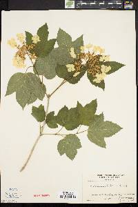 Viburnum trilobum image