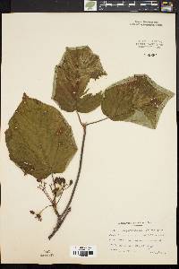 Viburnum lantanoides image