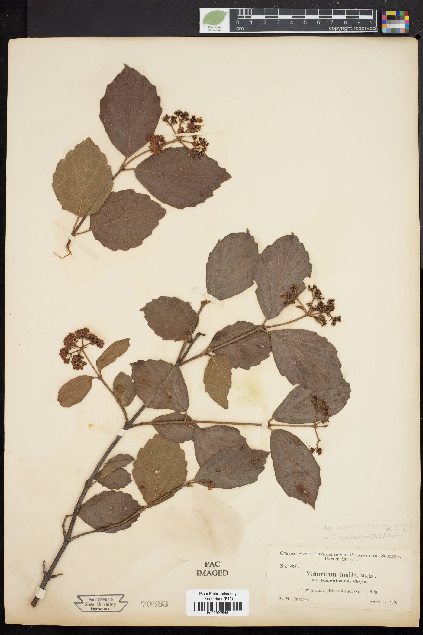 Viburnum dentatum var. semitomentosum image