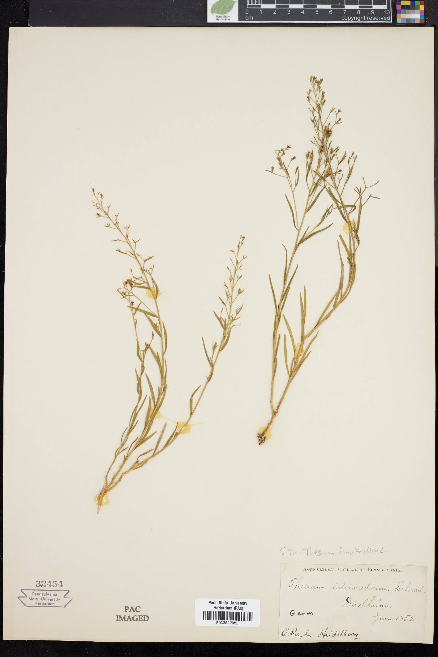 Thesium linophyllum image