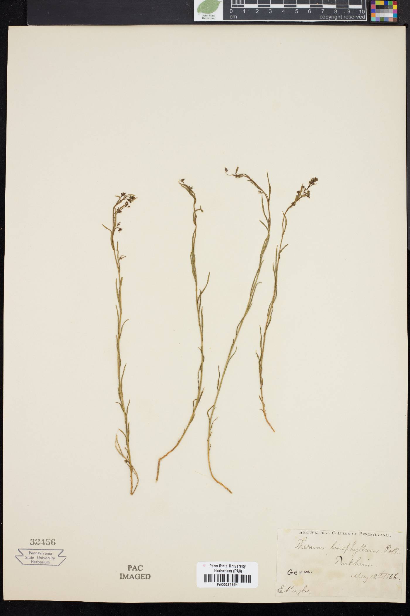 Thesium linophyllum image