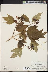 Viburnum trilobum image