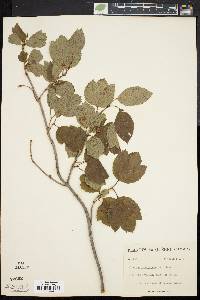 Viburnum pauciflorum image