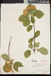 Viburnum lantana image