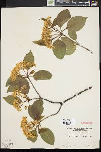 Viburnum lentago image