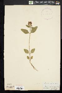 Scutellaria pilosa image