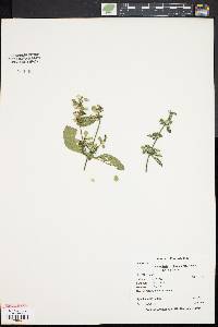 Scutellaria elliptica var. elliptica image
