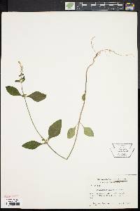 Scutellaria elliptica image