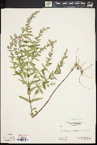 Scutellaria galericulata image