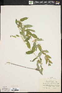 Scutellaria galericulata image