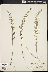 Scutellaria galericulata image