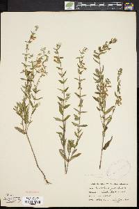 Scutellaria galericulata image