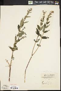 Scutellaria galericulata image