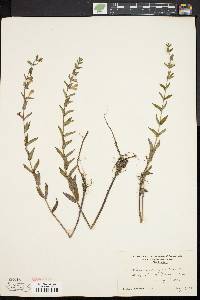 Scutellaria galericulata image