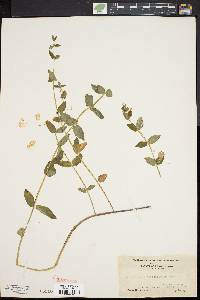 Scutellaria galericulata image