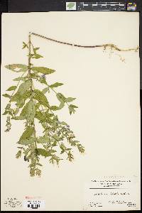 Scutellaria galericulata image