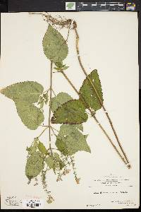 Scutellaria incana image