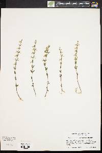 Scutellaria parvula var. leonardii image