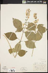 Scutellaria pilosa image