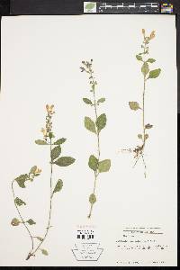 Scutellaria elliptica image