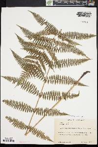 Athyrium filix-femina var. asplenioides image